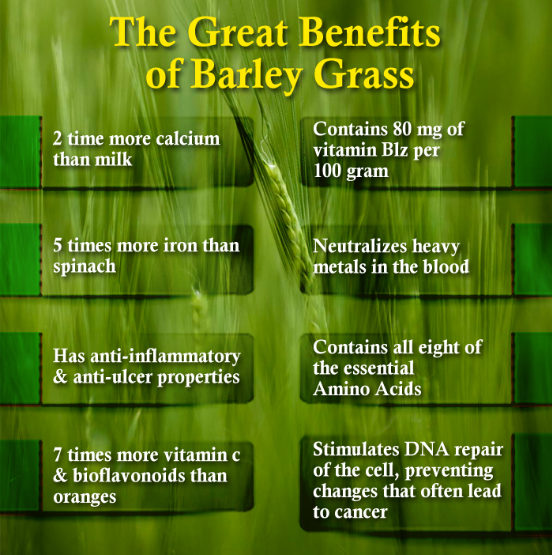 barley grass powder benefits